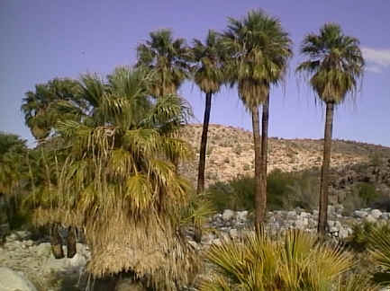 baja10.jpg (20428 bytes)